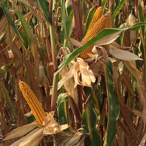 JPS Corn